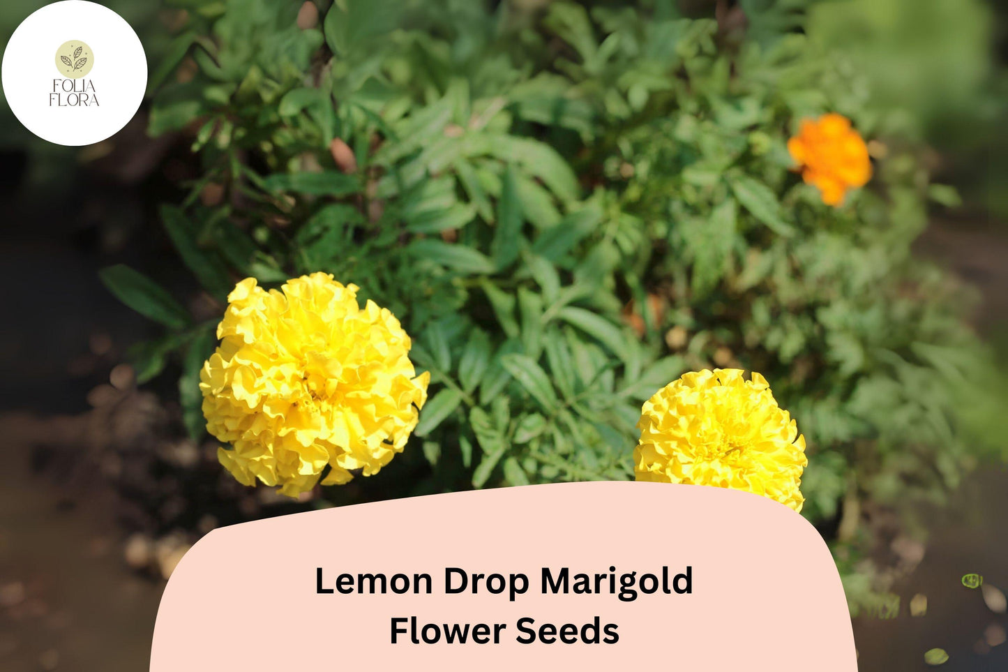 25+ Lemon Drop Marigold Seeds | Tagetes patula | Compact Yellow Blooms | Border, Container & Pollinator-Friendly Garden Planting