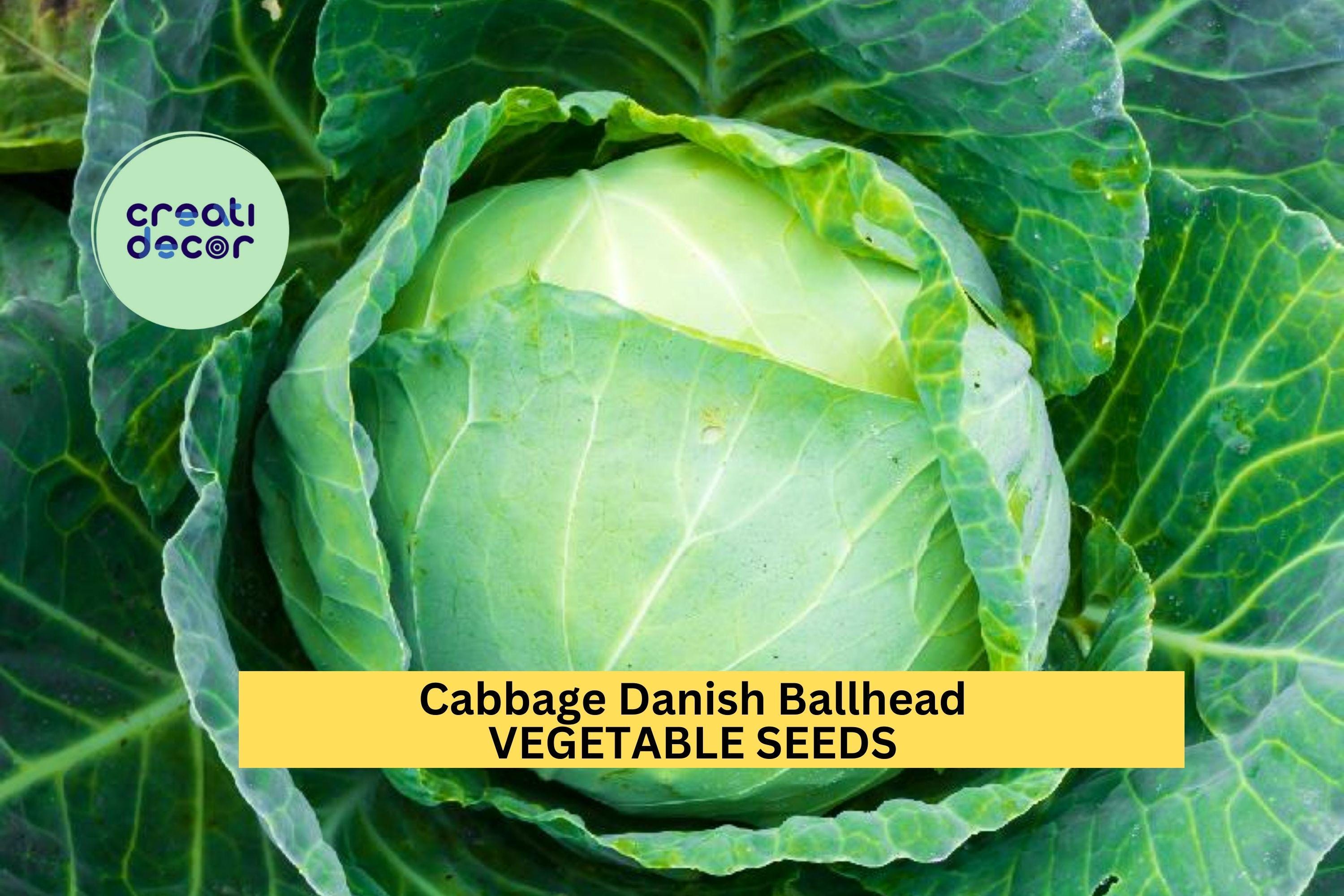 3pcs of 1g Danish Ballhead Cabbage Seeds – Heirloom Vegetable Seeds for Planting – Large, Firm Heads for Home Garden or Market