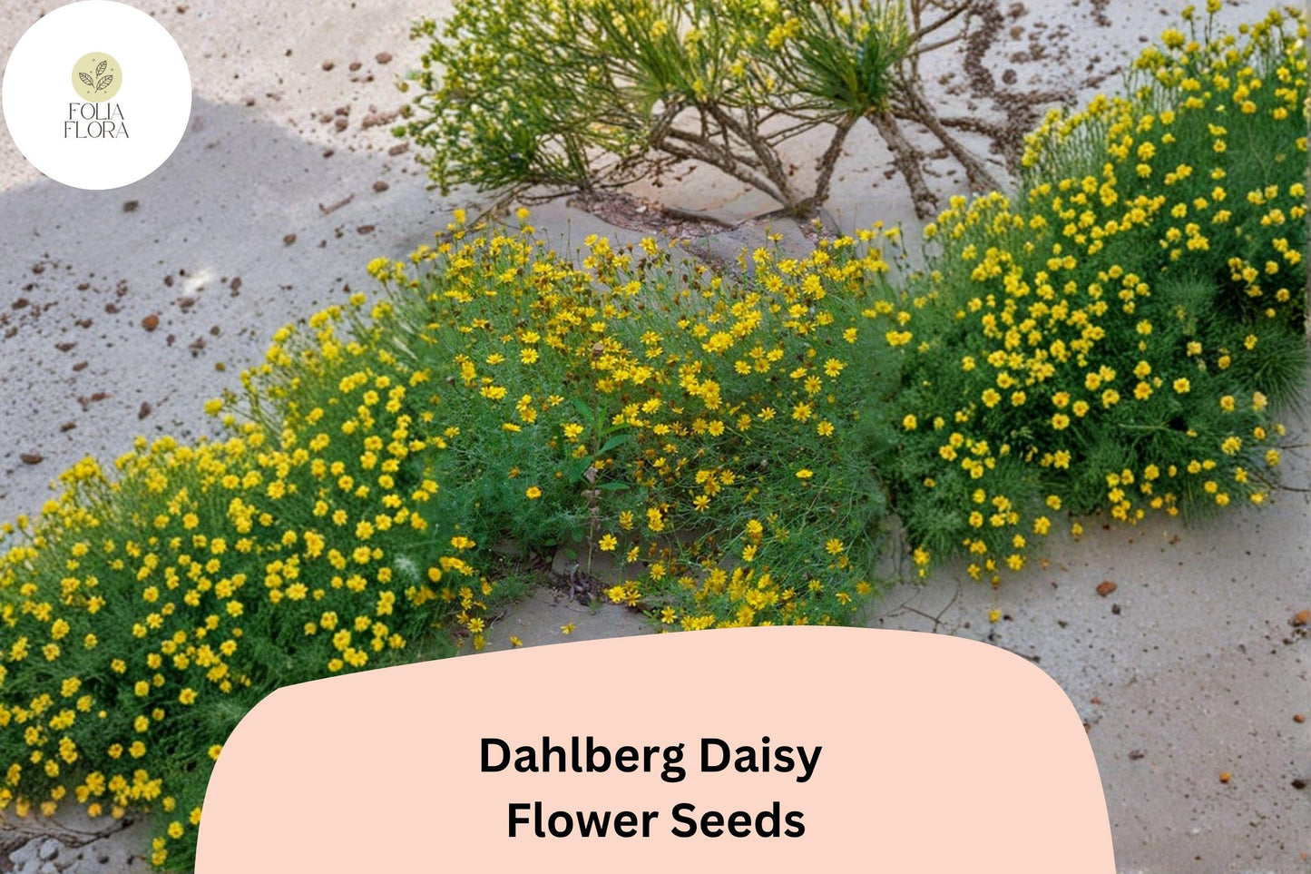 200+ Dahlberg Daisy Seeds | Thymophylla tenuiloba | Golden Yellow Mini Blooms | Low-Growing Annual Flower