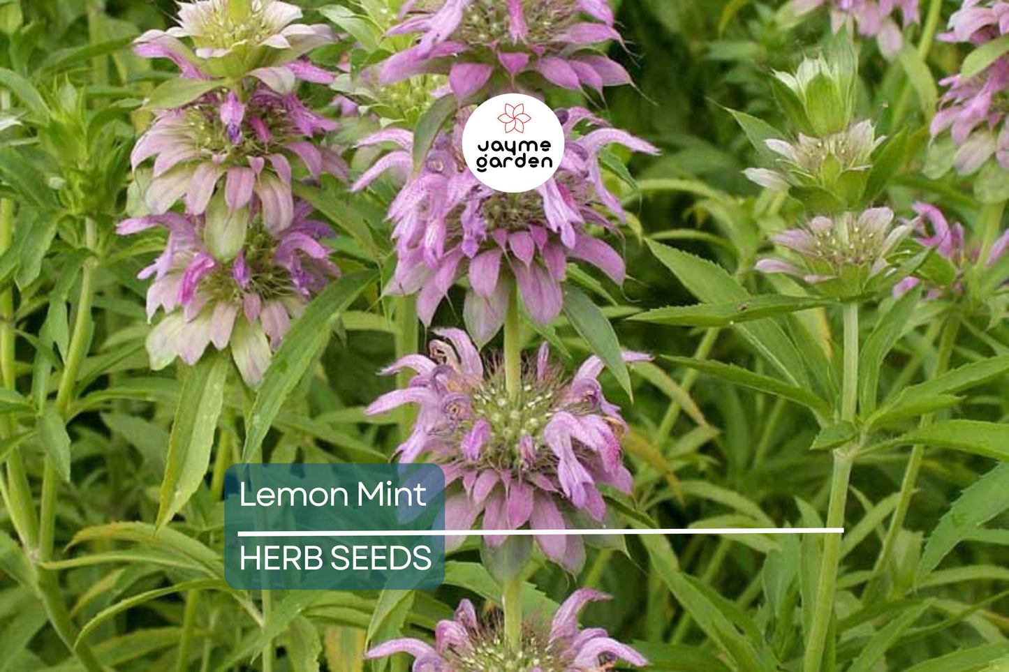 1,000 Lemon Mint Seeds – Non-GMO Culinary Herb, Edible Flowers, Free Shipping, USA Seller