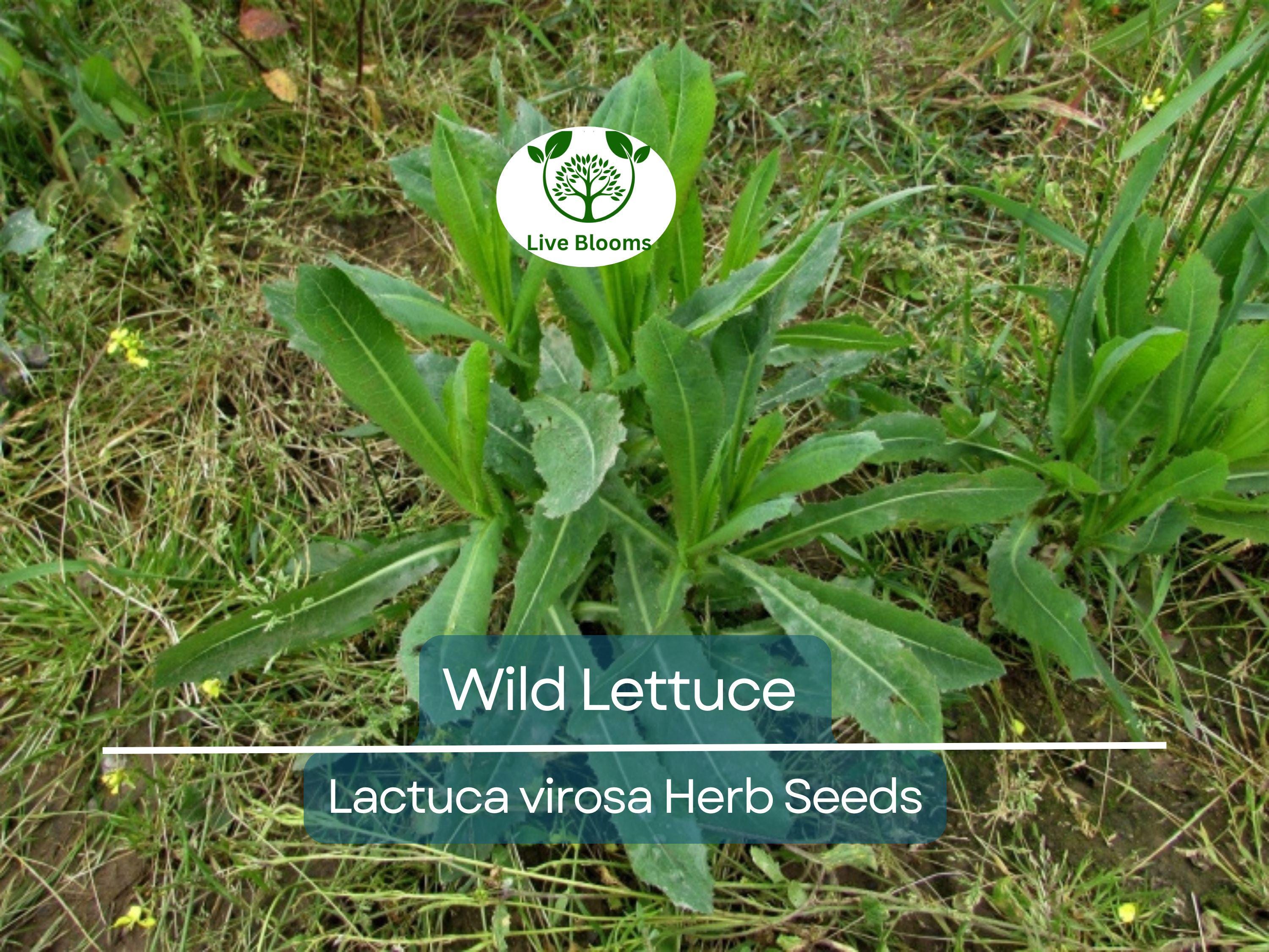 25 Wild Lettuce Seeds (Lactuca Virosa) | Organic Herb Seeds for Planting