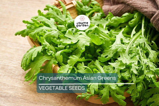 500 Shungiku Seeds - Edible Chrysanthemum - Asian Greens - Tongho - Choy Suy - Garland Chrysanthemum - Cool Season Salad Green