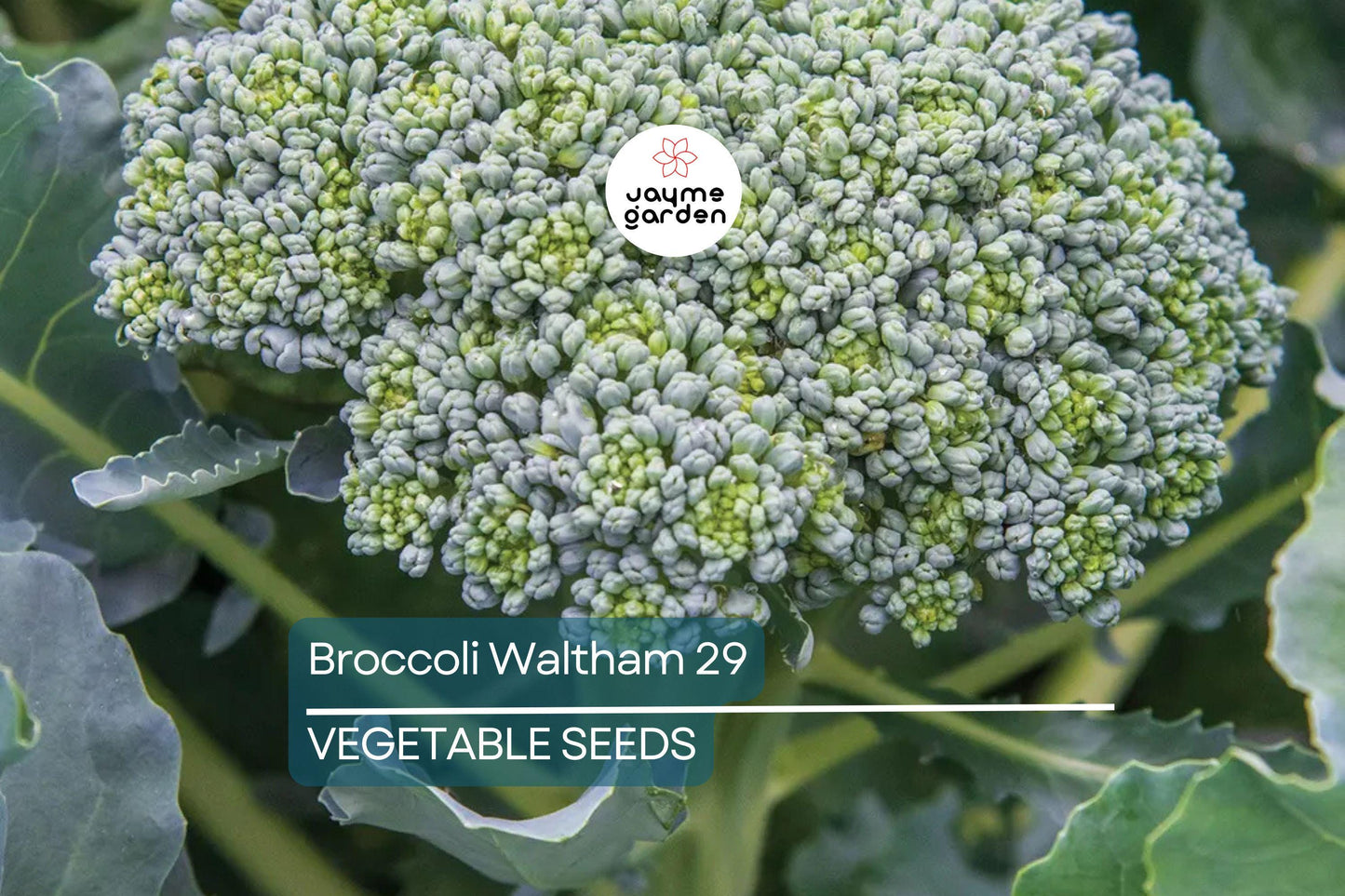 1000 Waltham 29 Broccoli Seeds - Non-GMO Heirloom | Cold Hardy & Productive | Spring and Fall Planting | USA Seller | Free Shipping