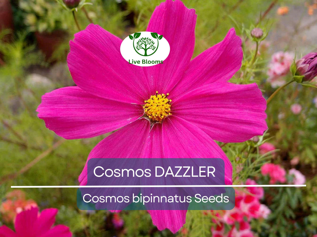 50 Cosmos DAZZLER Flower Seeds | Tall 5' Plants, 2–4" Blooms | Non-GMO | Cosmos Bipinnatus | Butterfly & Pollinator Friendly