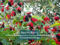12 Red Mulberry Tree Unrooted Cuttings 6-8" | Morus rubra, Fruit Tree for Garden, Fast-Growing Mulberry