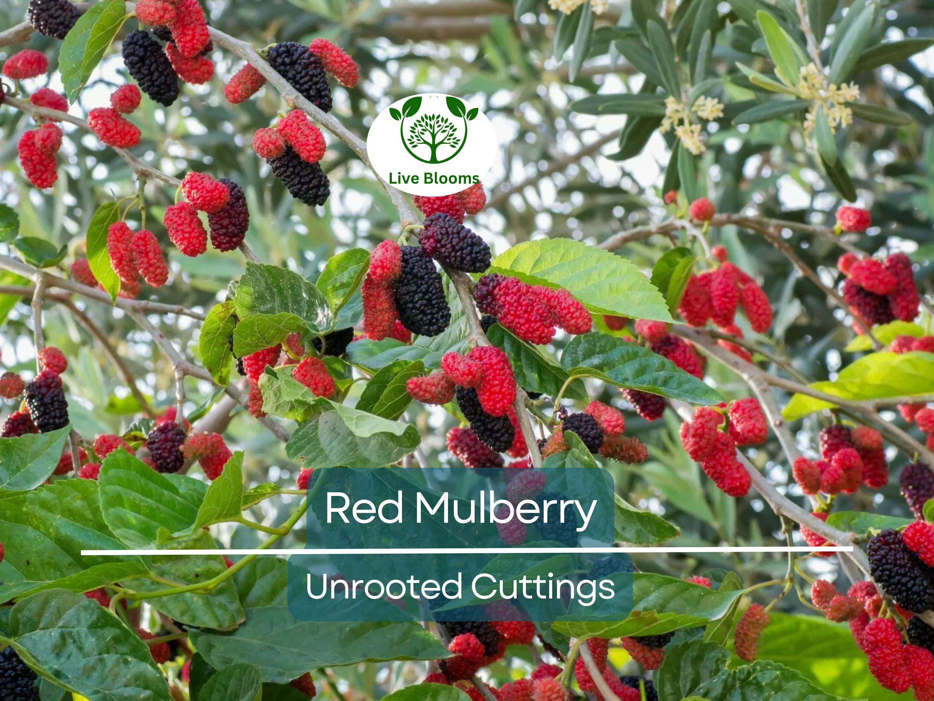 12 Red Mulberry Tree Unrooted Cuttings 6-8" | Morus rubra, Fruit Tree for Garden, Fast-Growing Mulberry