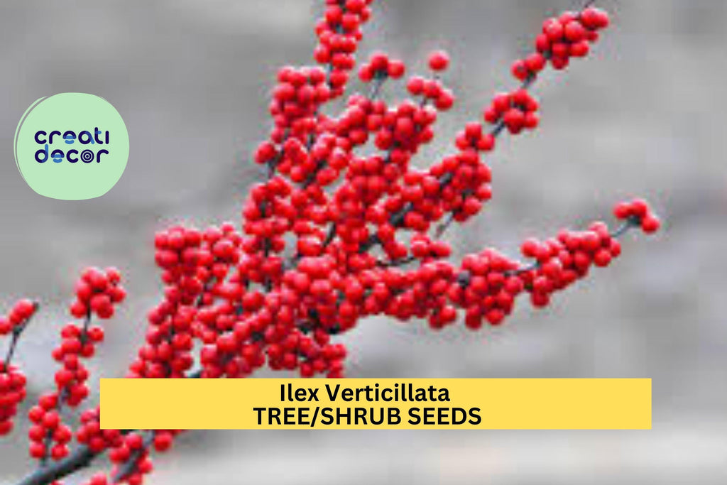 3pcs x 250mg Ilex Verticillata Seeds – Winterberry Holly for Landscaping, Wildlife Gardens, or Decorative Hedges Seeds for Planting
