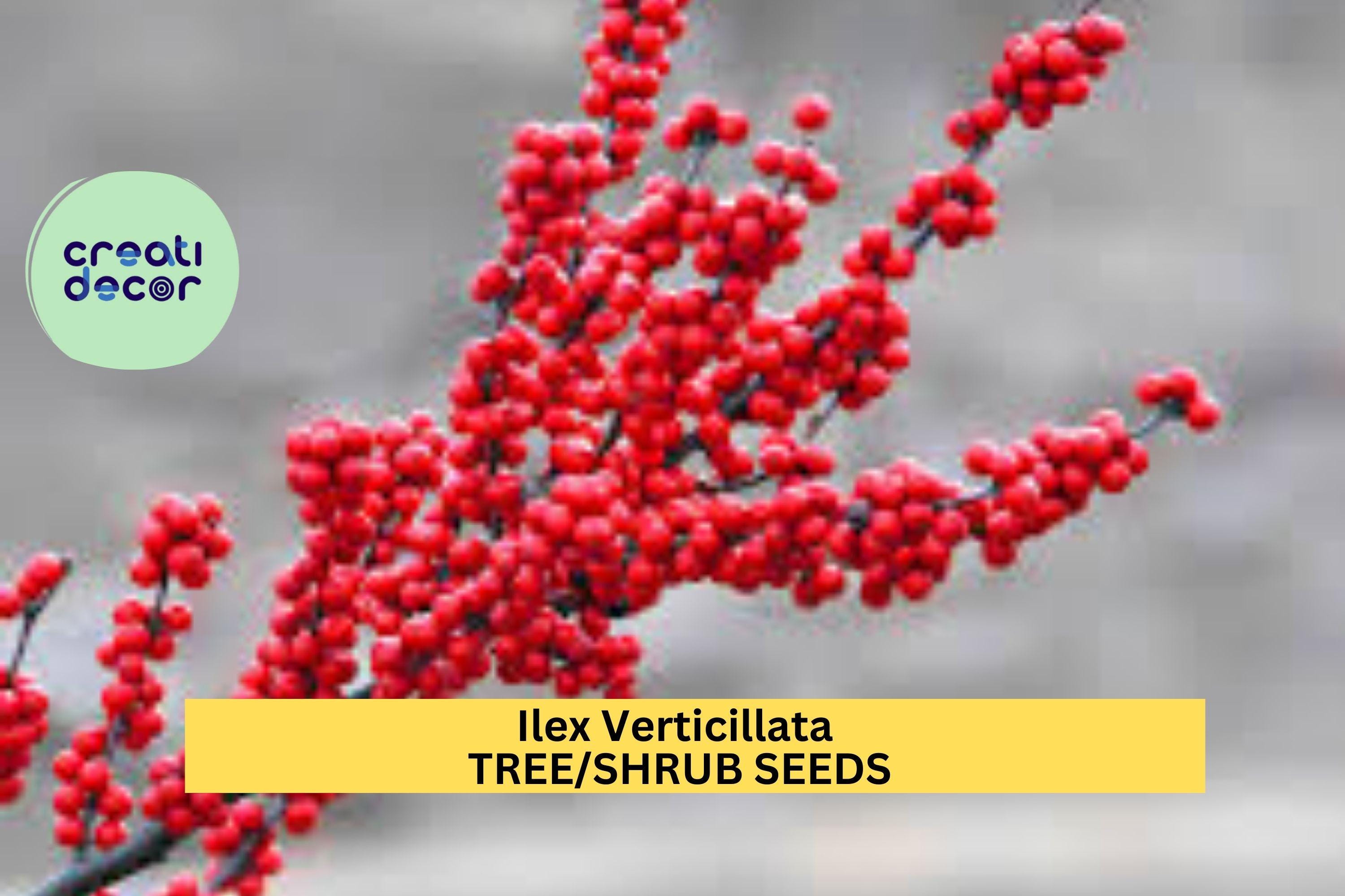 3pcs x 250mg Ilex Verticillata Seeds – Winterberry Holly for Landscaping, Wildlife Gardens, or Decorative Hedges Seeds for Planting