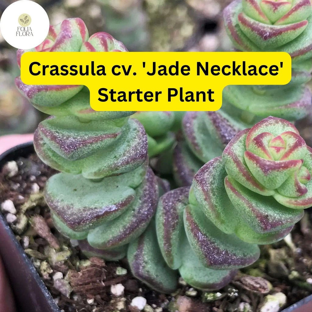 1 Crassula cv. 'Jade Necklace,' Rare Live Succulent Plant, Rooted in 2'' Pot, Easy Care