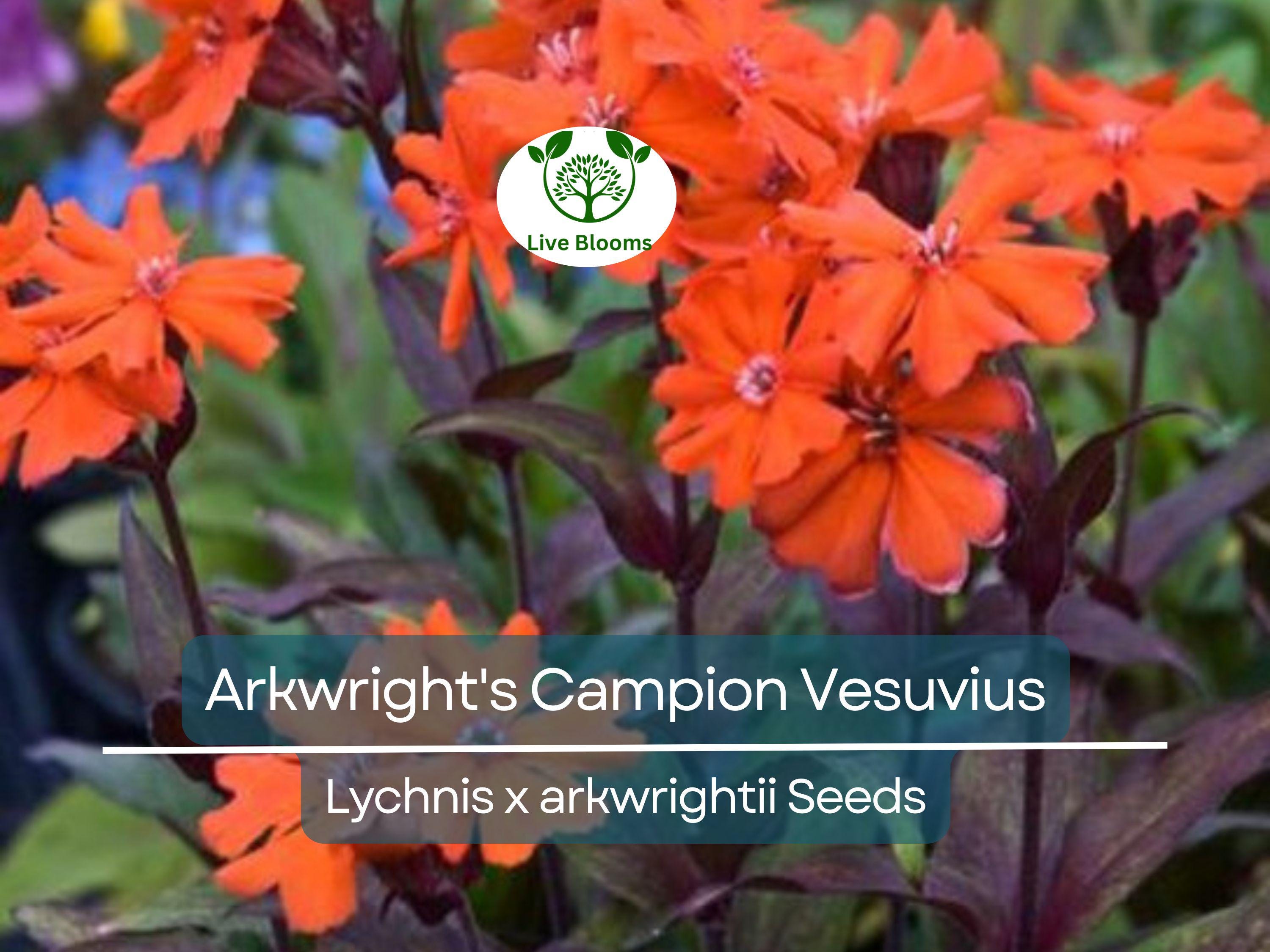 25 Seeds Arkwright's Campion Vesuvius - Non-GMO Perennial, Hummingbird-Friendly, Beautiful Red Blooms, Ideal for Gardens