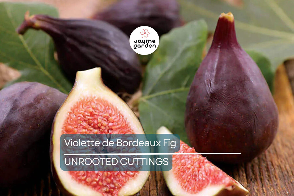 6 Violette de Bordeaux Fig Cuttings for Propagation Sweet Purple-Black Fruit