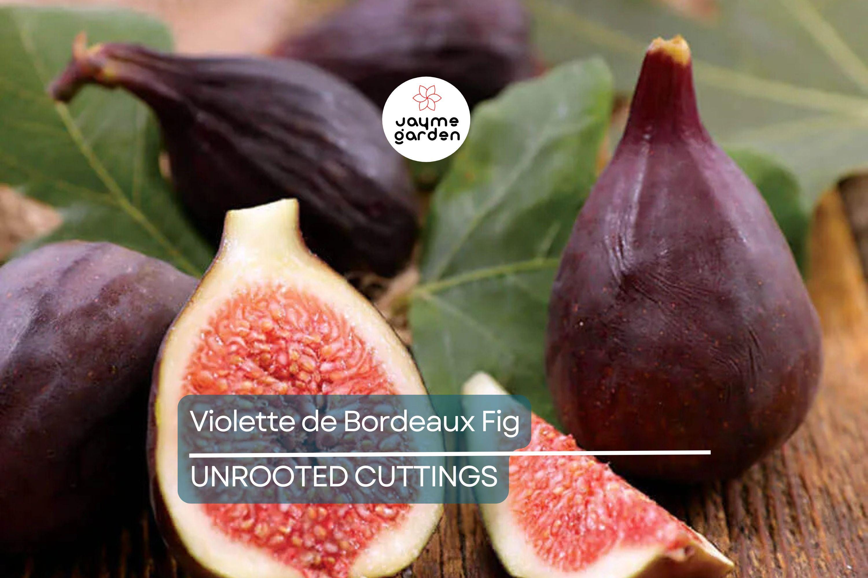 6 Violette de Bordeaux Fig Cuttings for Propagation Sweet Purple-Black Fruit