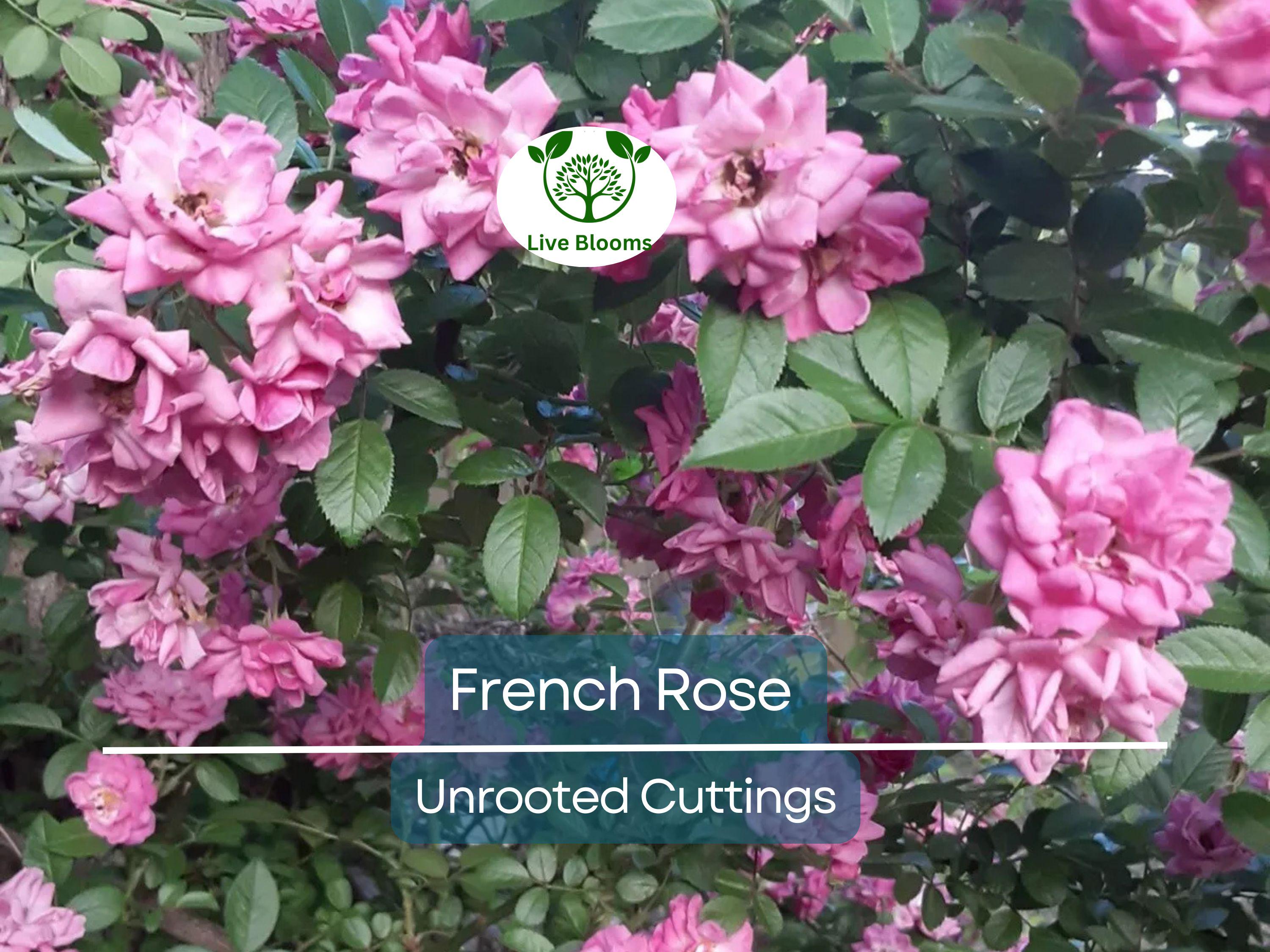 4 French Rose Unrooted Cuttings (Rosa) 6-8" - Premium Rose Bush Propagation - Perfect for Growing Your Own Rose Garden, Rooting & Planting