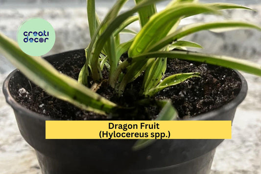 Dragon Fruit Plants | Set of 4 Live Bare Root Seedlings | 1 Year+ Pitaya Cactus Vines