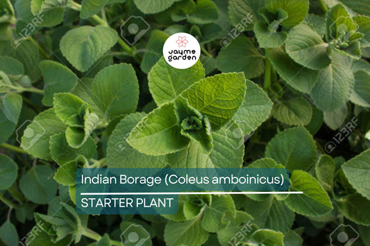 Indian Borage Live Tropical Herb 1'-2' Tall | Aromatic Succulent-Like Plant for Indoors or Gardens | Culinary & Medicinal Uses