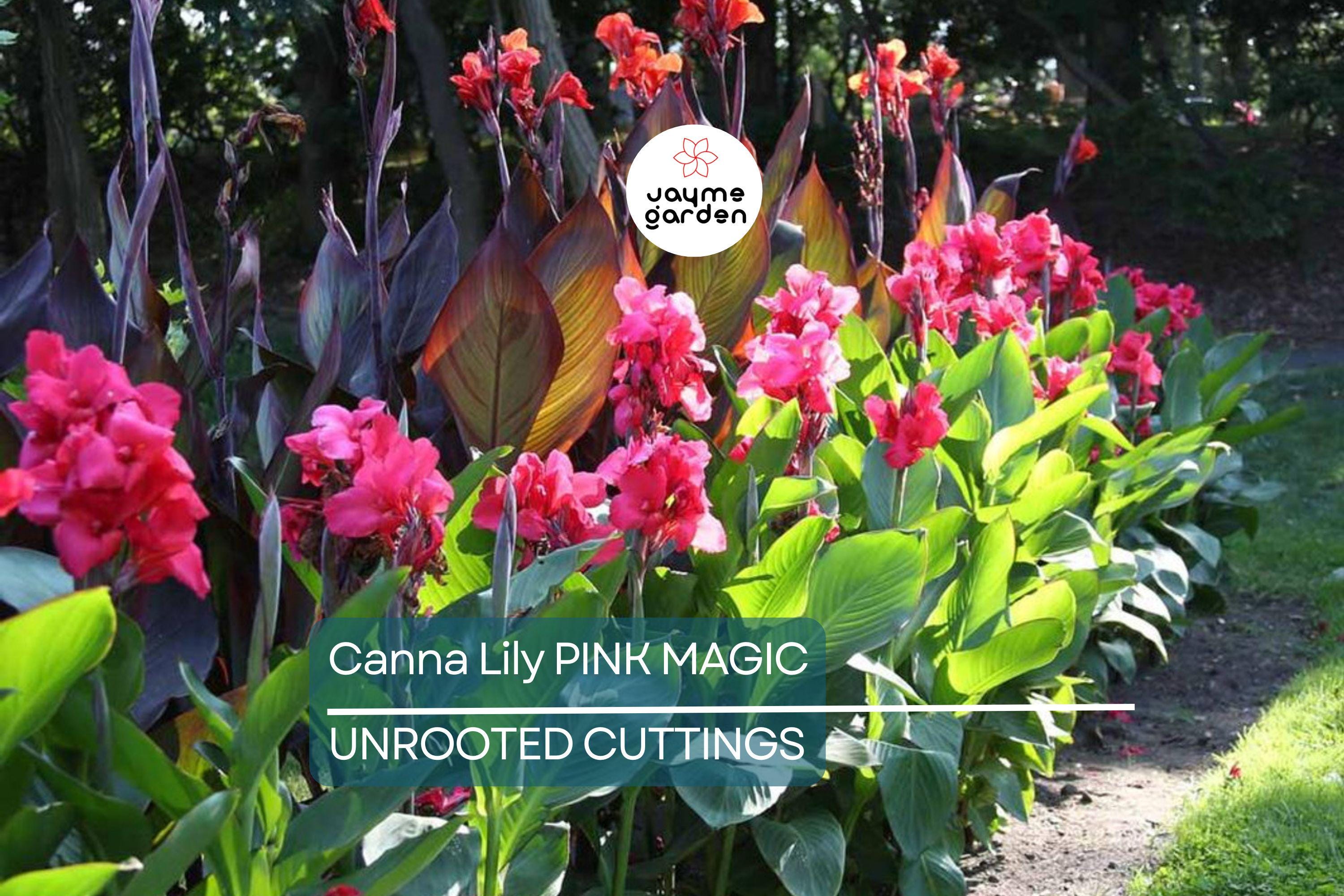 1 Canna Lily Pink Magic Bulb - Dwarf Tropical Plant, Fast-Growing, Deep Pink Blooms, Perfect for Gardens, USDA Zones 8-11