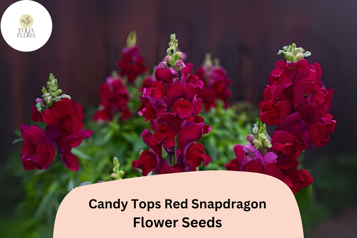 Candy Tops Red Snapdragon Seeds (Antirrhinum majus) | 1000+ Seeds | Compact, Bold Red Blooms for Garden & Containers