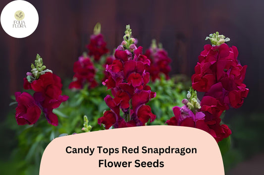 Candy Tops Red Snapdragon Seeds (Antirrhinum majus) | 1000+ Seeds | Compact, Bold Red Blooms for Garden & Containers