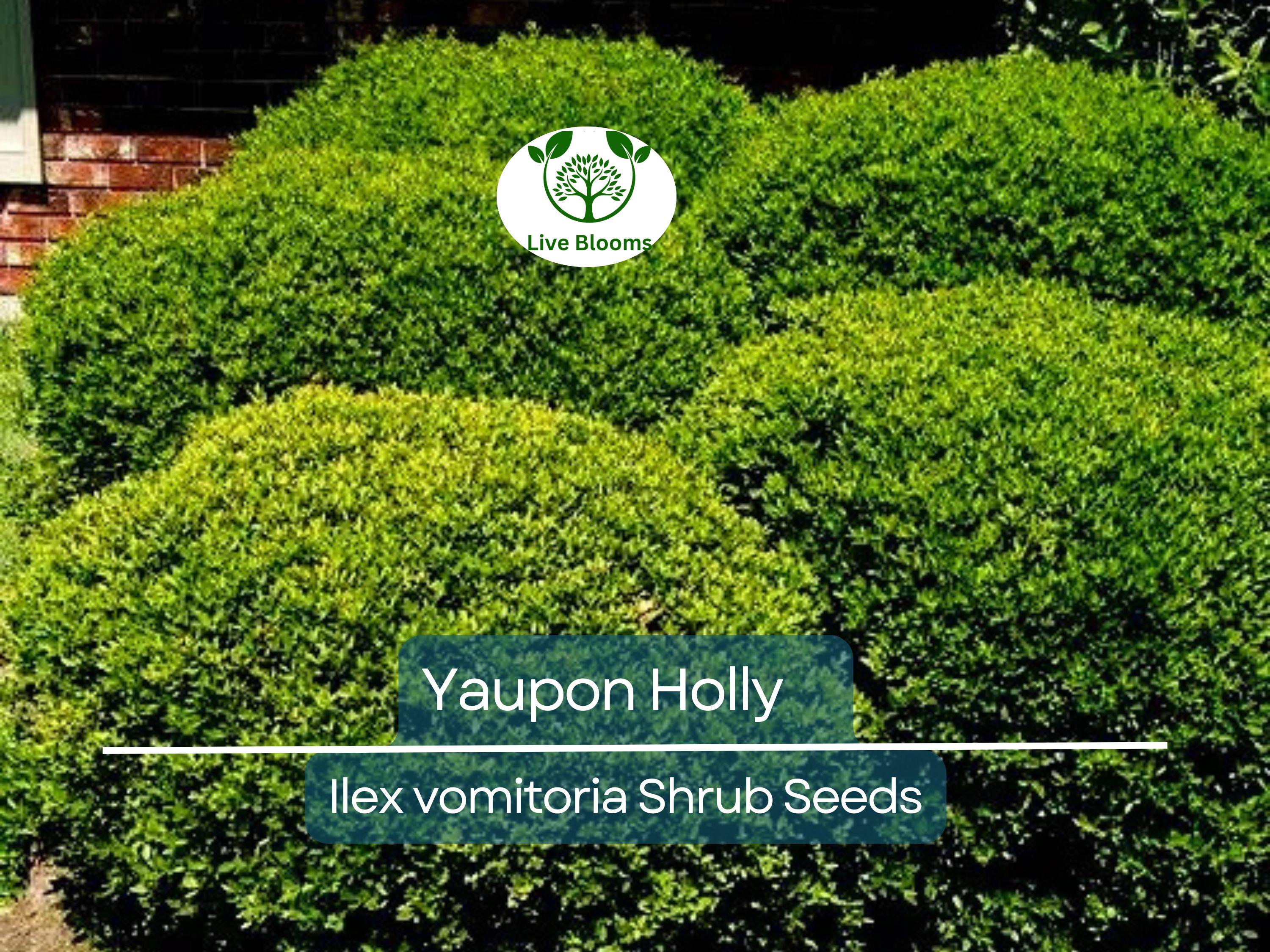 40 Yaupon Holly Seeds (Ilex vomitoria), Tea Shrub, Evergreen Hedge, Native Shrub, Edible Leaves, Bush, Tea Plant, Garden Starter