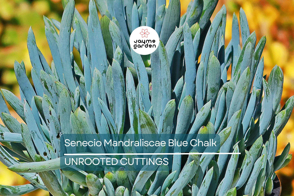 9X Senecio Mandraliscae Blue Chalk Sticks Succulent Cuttings - 5" Long, Drought Tolerant