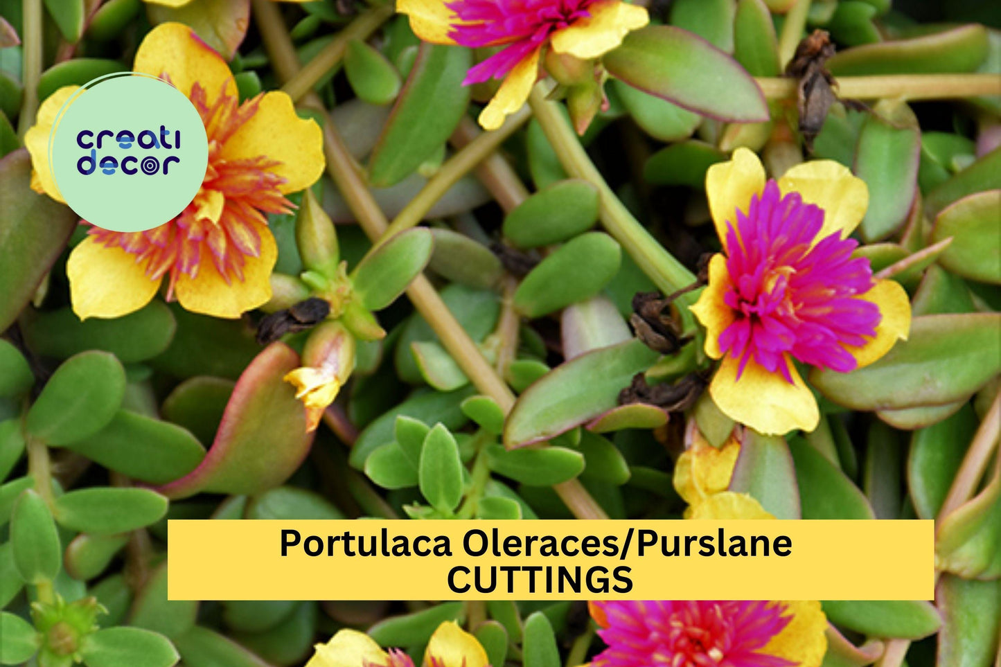 5 Double Guava Portulaca Cuttings – Purslane Flowering Plant for Containers or Borders – Easy to Root, Heat Tolerant – USA Seller