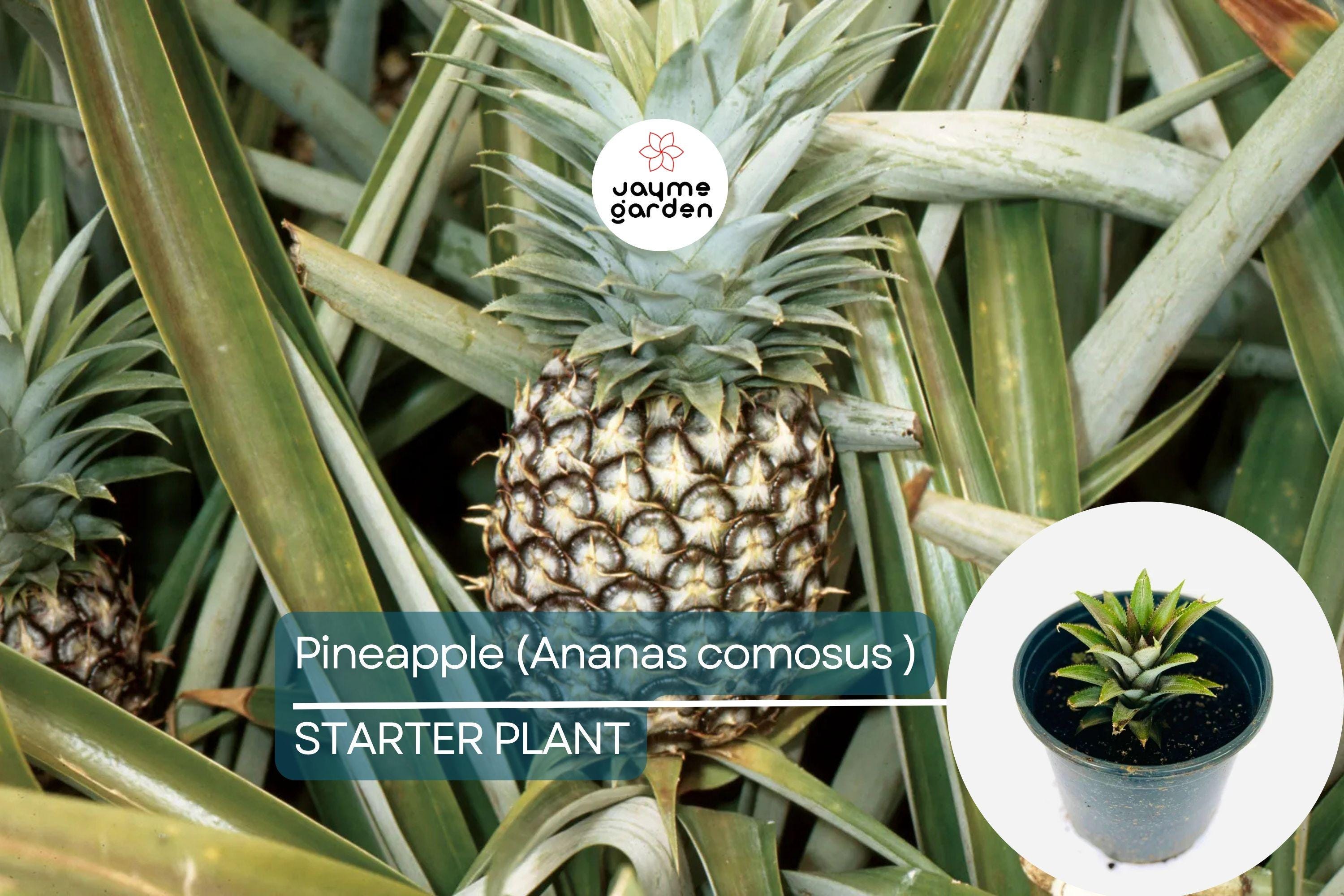 Pineapple Starter Plant (Ananas comosus) Sweet Tropical Fruit Live Plant 12”-24” | Easy Care & Juicy Homegrown Fruit