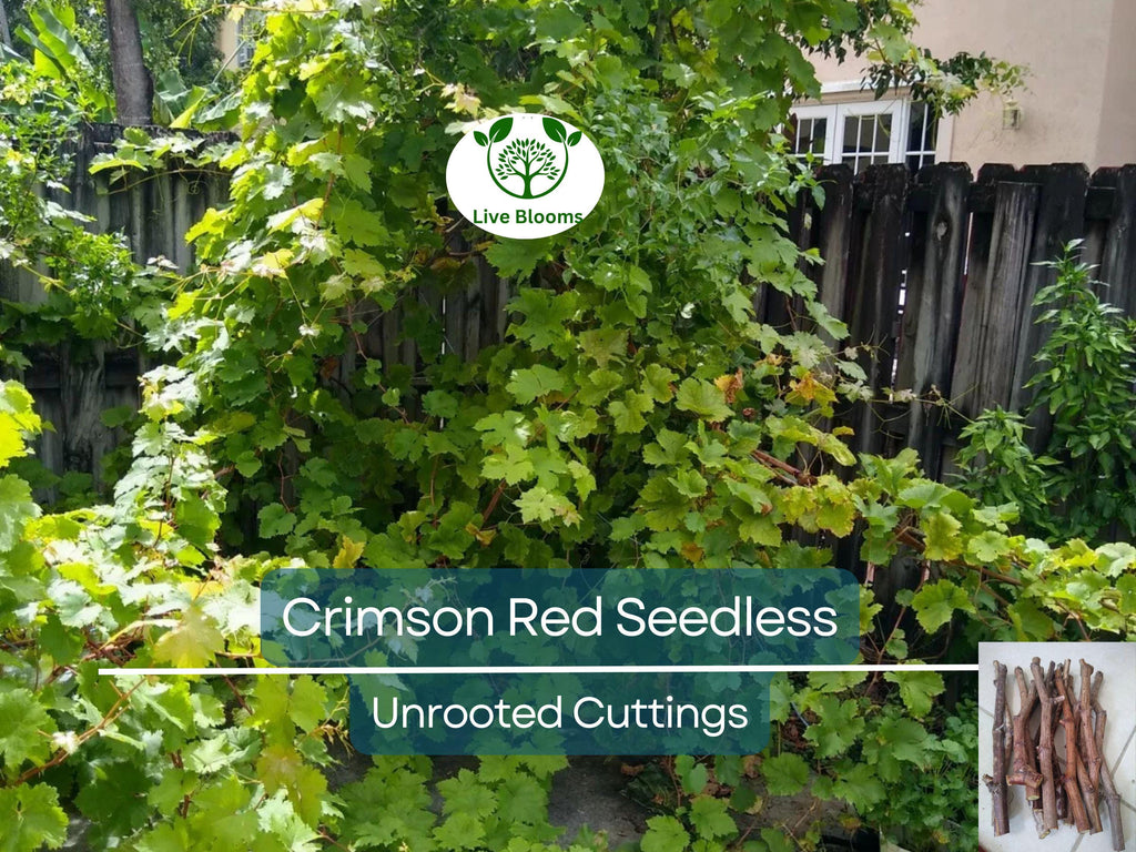 5 Crimson Fresh Vine Unrooted Cuttings - Large Red Seedless Table Grape (Vitis vinifera) | Delicious, Sweet, Fruit Cuttings for Vine Growth
