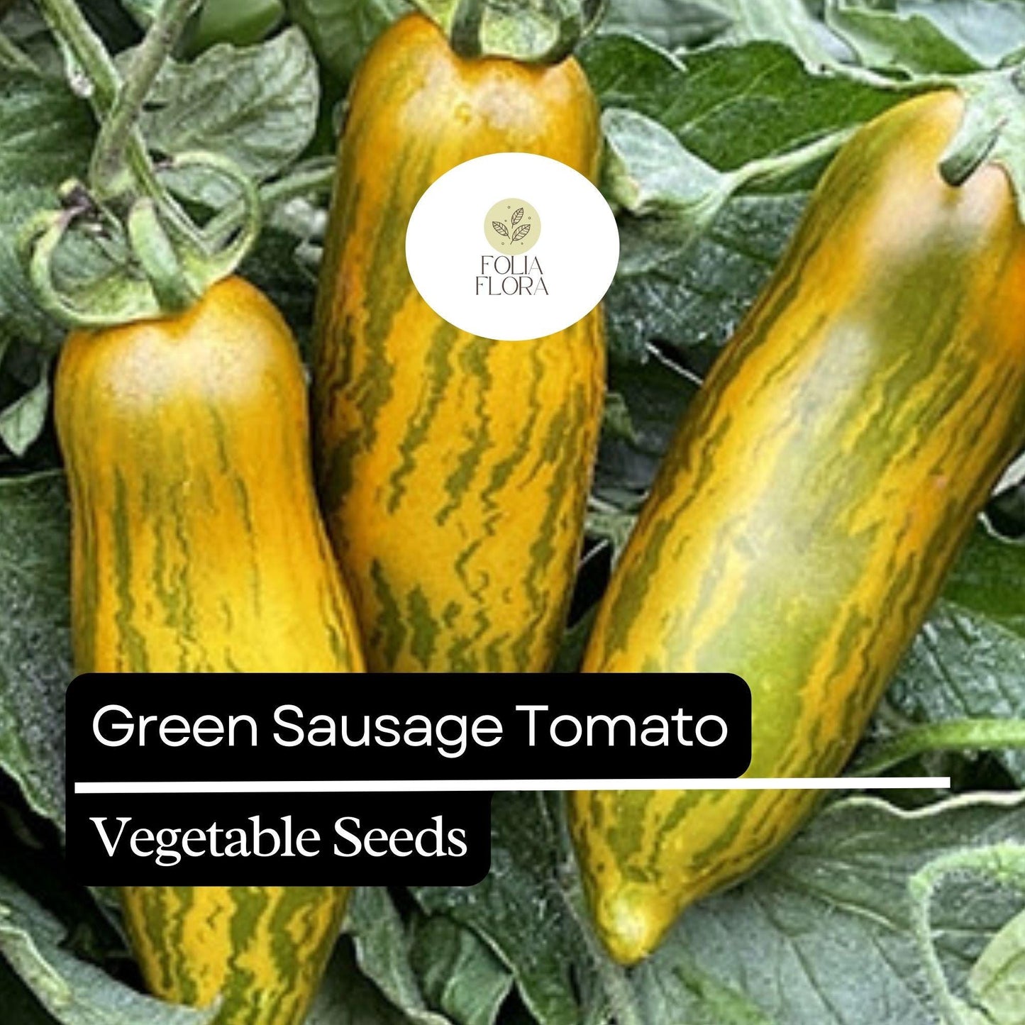 30 Green Sausage Tomato Seeds – Heirloom, Unique Green-Yellow Striped, Sweet & Tangy Flavor