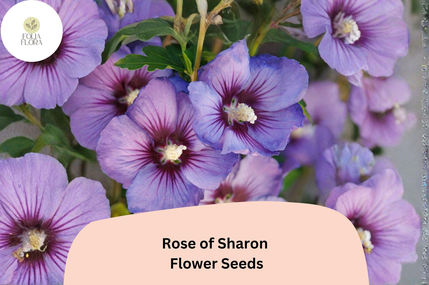 Rose of Sharon Seeds – 10 Hibiscus syriacus | Shrub Althea Hardy Hibiscus