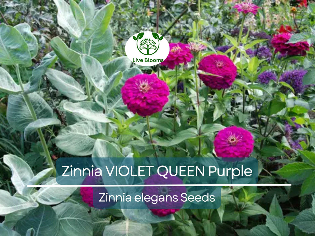 100 Zinnia 'Violet Queen' Seeds – Purple Zinnia elegans – Attracts Butterflies, Hummingbirds, Songbirds – Non-GMO, Annual Blooms