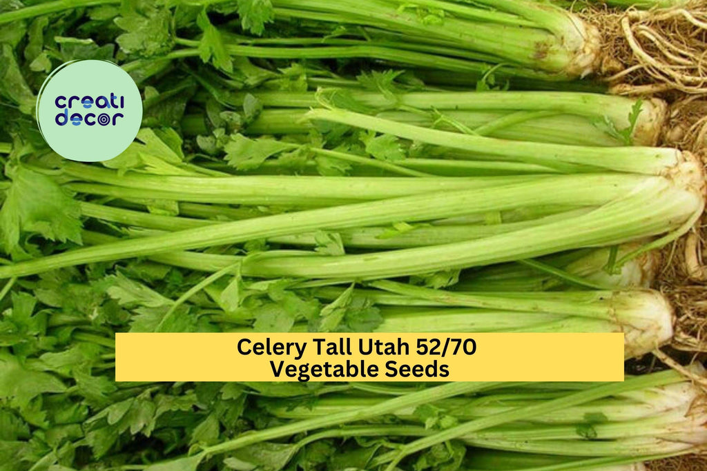 3pcs x 1g Tall Utah Celery Seeds – Crisp Heirloom Stalks for Garden Beds, Raised Rows, or Container Growing Seeds for Planting