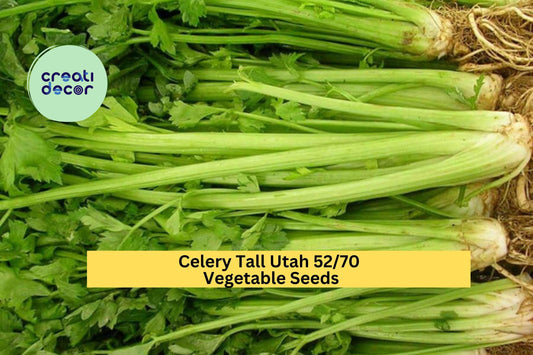 3pcs x 1g Tall Utah Celery Seeds – Crisp Heirloom Stalks for Garden Beds, Raised Rows, or Container Growing Seeds for Planting