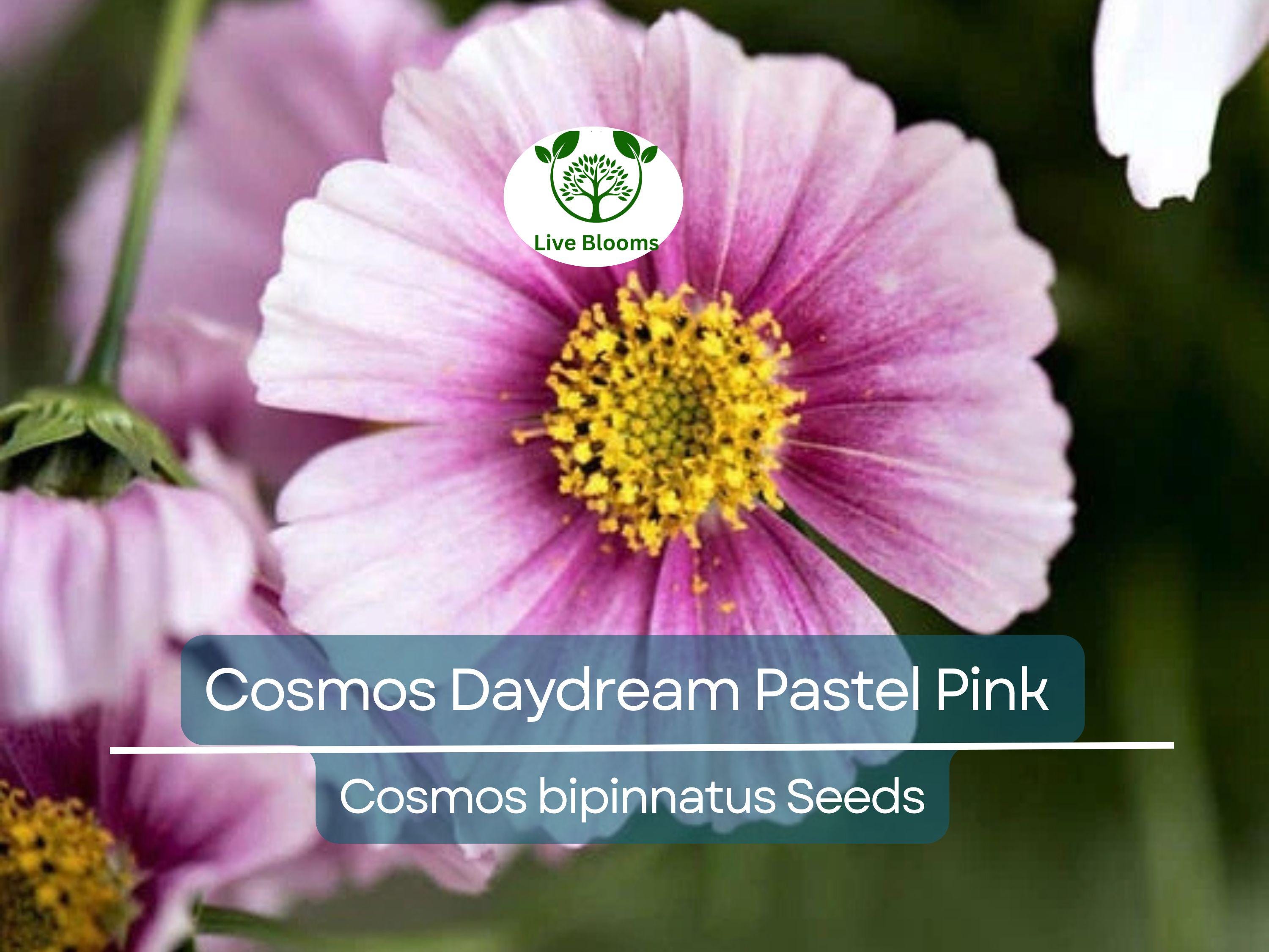 200 Cosmos Daydream Seeds – Pastel Pink Hybrid Cosmos bipinnatus, Non-GMO, 3-5' Tall Blooms, Pollinator-Friendly Annual