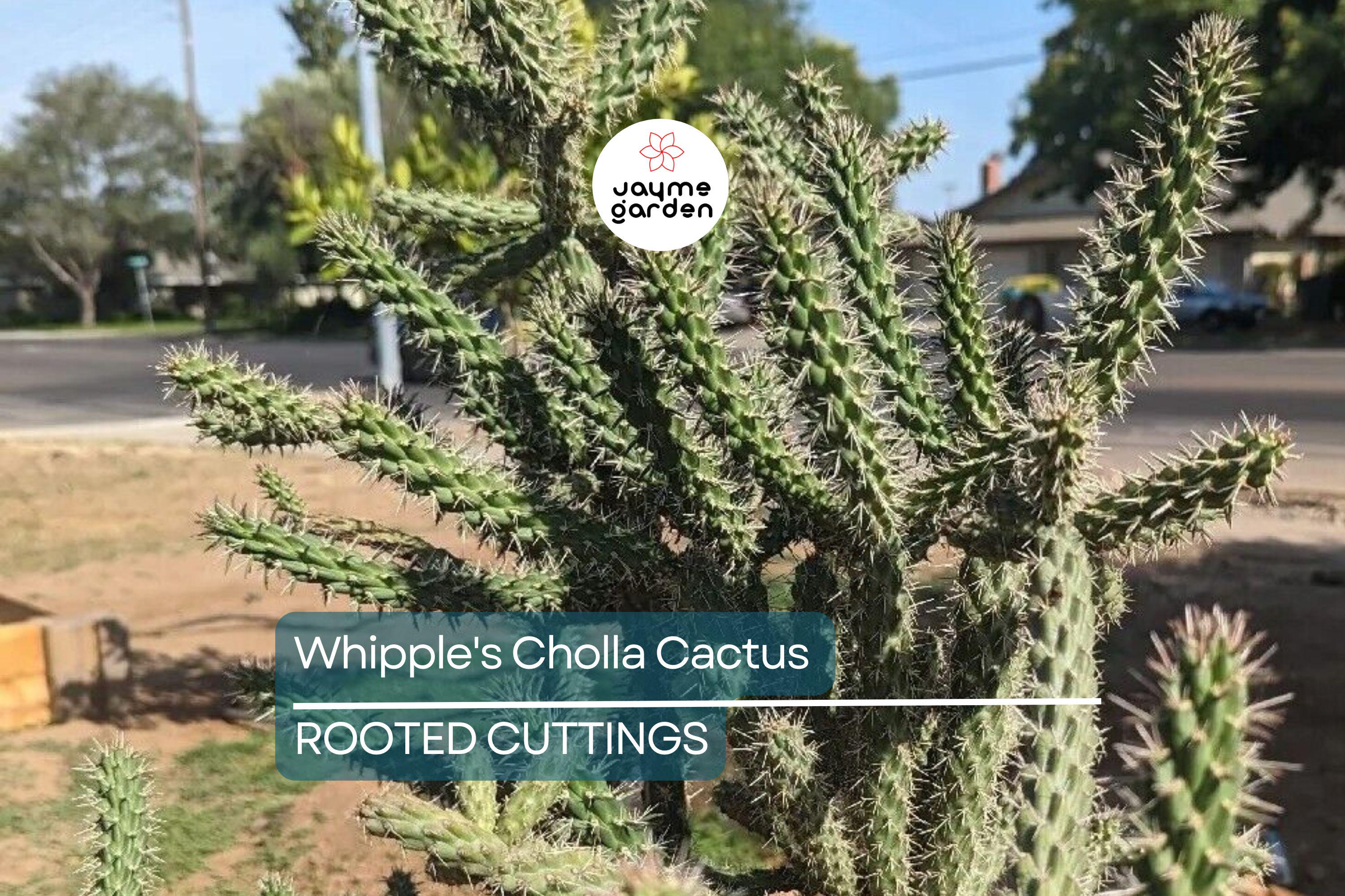 8" Whipple's Cholla Cactus (Cylindropuntia whipplei) - Hardy Flowering Shrub, Live Plant Ships Bare Root