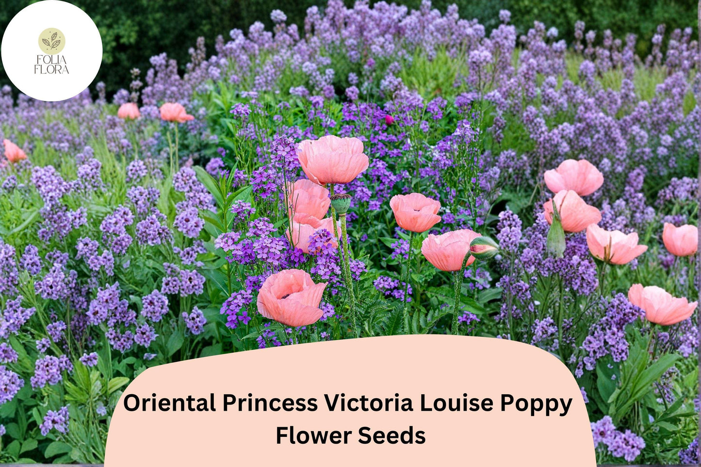 200+ Oriental Princess Victoria Louise Poppy Seeds for Garden – Pink Blooms, Easy to Grow Perennial Flowers