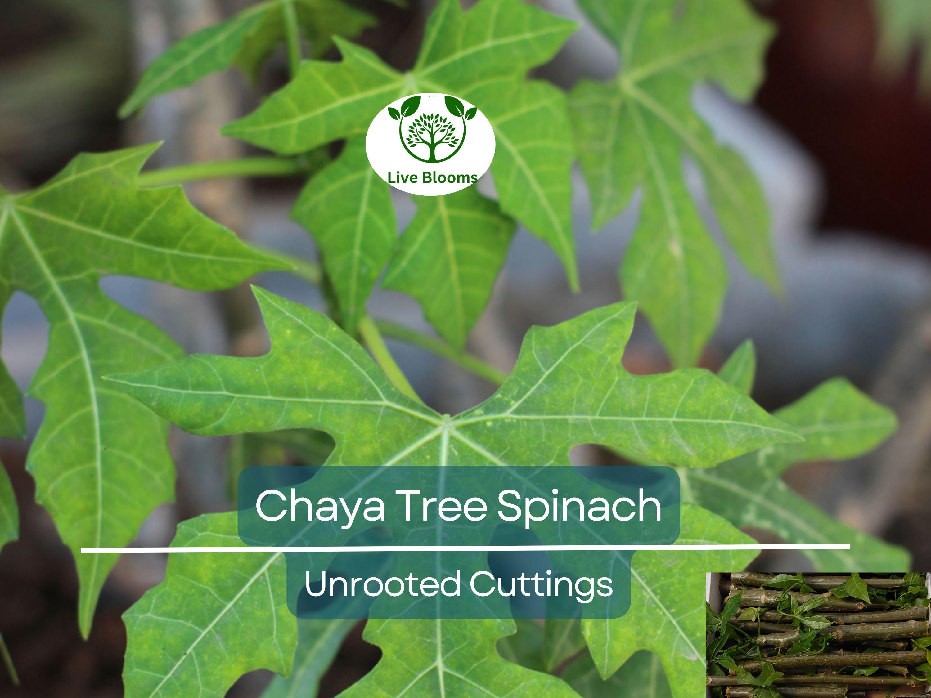 12 Chaya Cuttings Deep Lobed Unrooted 6-8” Long – Edible, Fast-Growing Organic Plant
