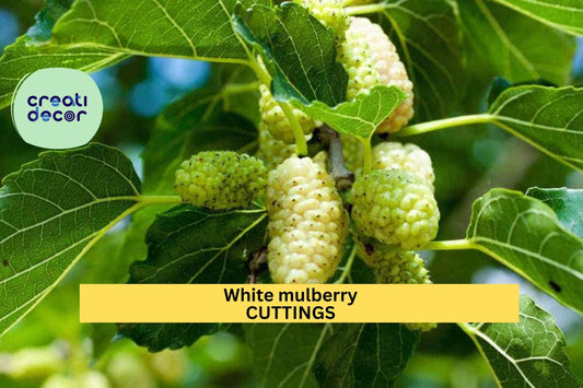 15 White Mulberry Cuttings | Morus Alba Organic Starter Wood | 6–8" Cuttings | Cold Hardy Fruit Tree | Sweet Berries