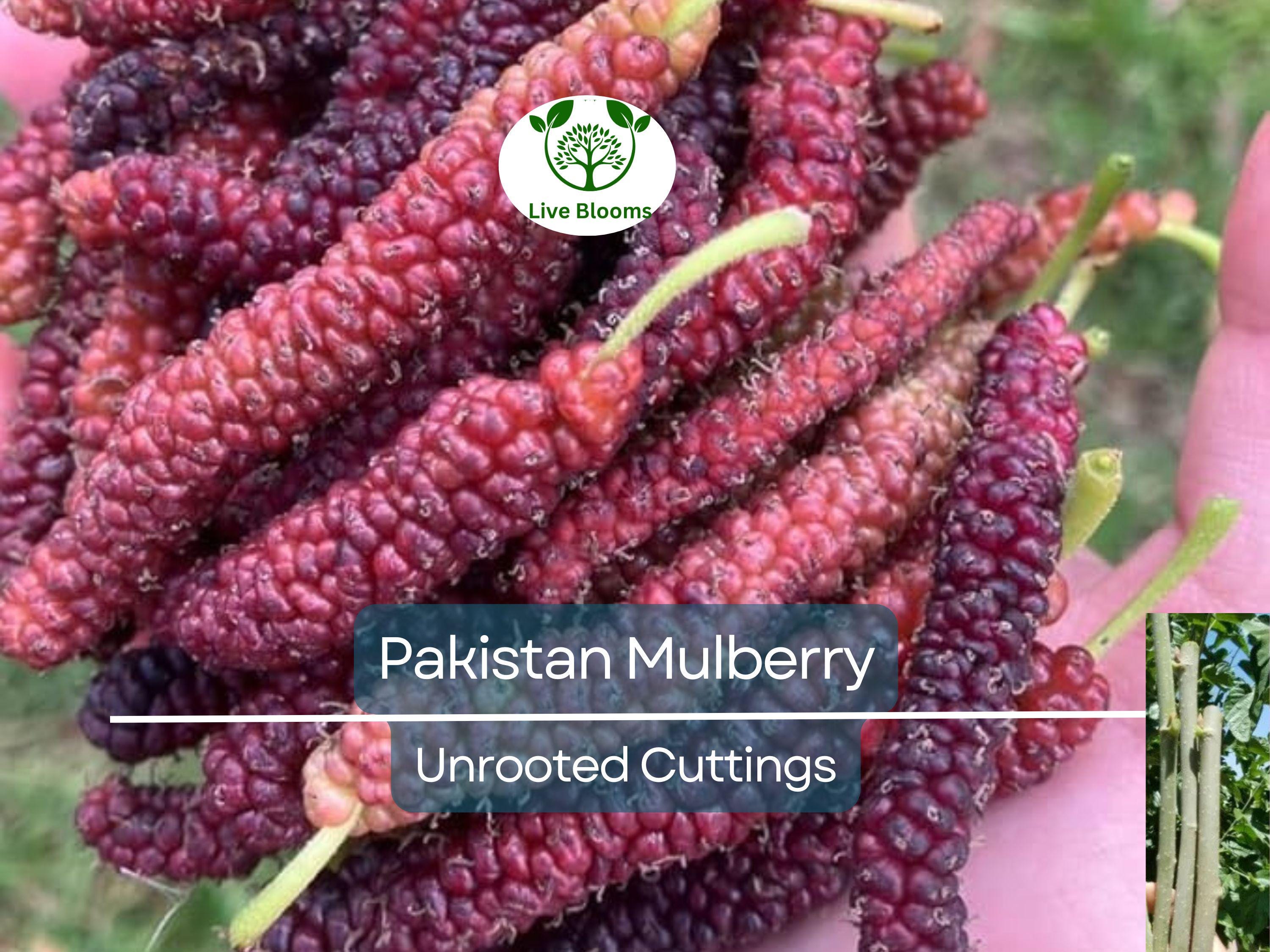 10pcs Pakistan Mulberry Organic Unrooted Cuttings - Morus Nigra, Perfect for Rooting or Grafting, Fruit Tree Cuttings, Hardy & Productive