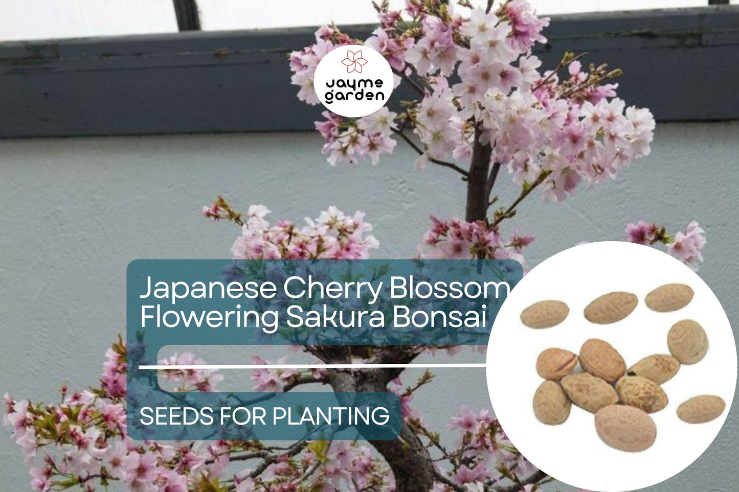 10 Seeds Japanese Cherry Blossom Bonsai - Flowering Sakura Tree Seeds - Pink Flowers, Exotic Bonsai Tree Prunus serrulata