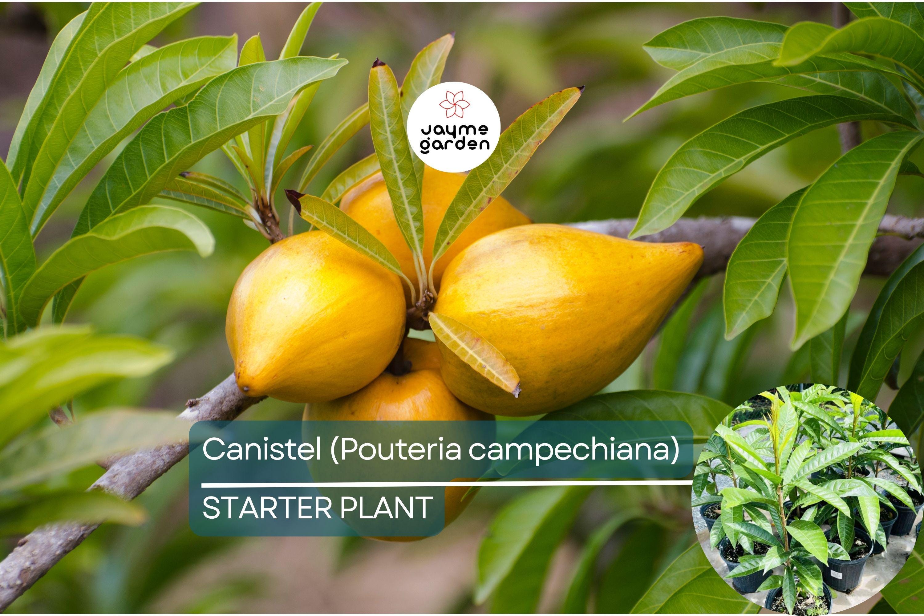 1 Canistel Tree 1-2 ft Tropical Fruit Tree | Sweet, Unique Fruit | Hardy for Tropical Gardens & Containers | Easy Care | USDA Zones 10-11