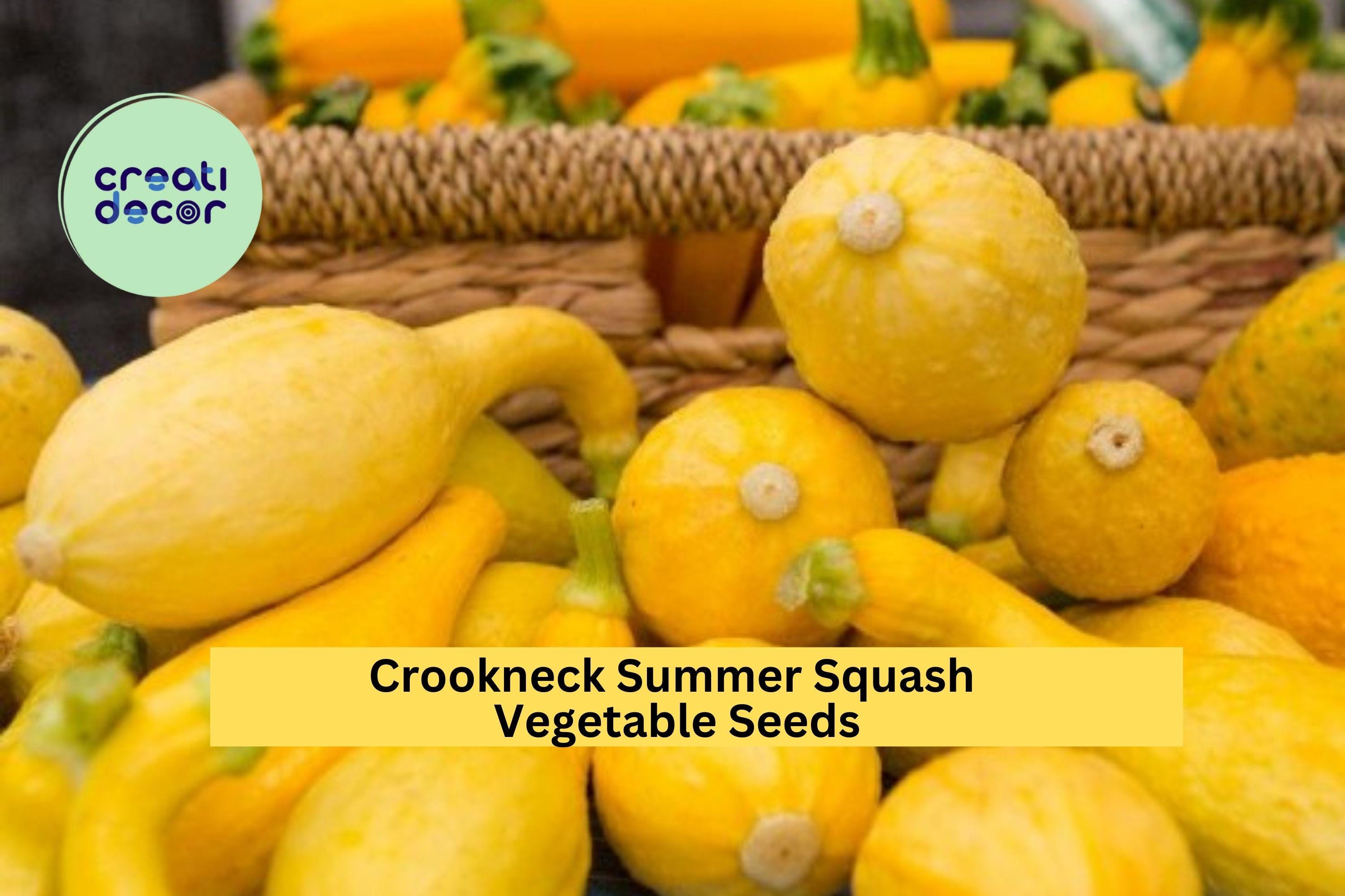 3pcs of 10 Early Crookneck Squash Seeds – Classic Yellow Summer Squash for High Yields, Easy Garden Planting ,Seeds for Planting