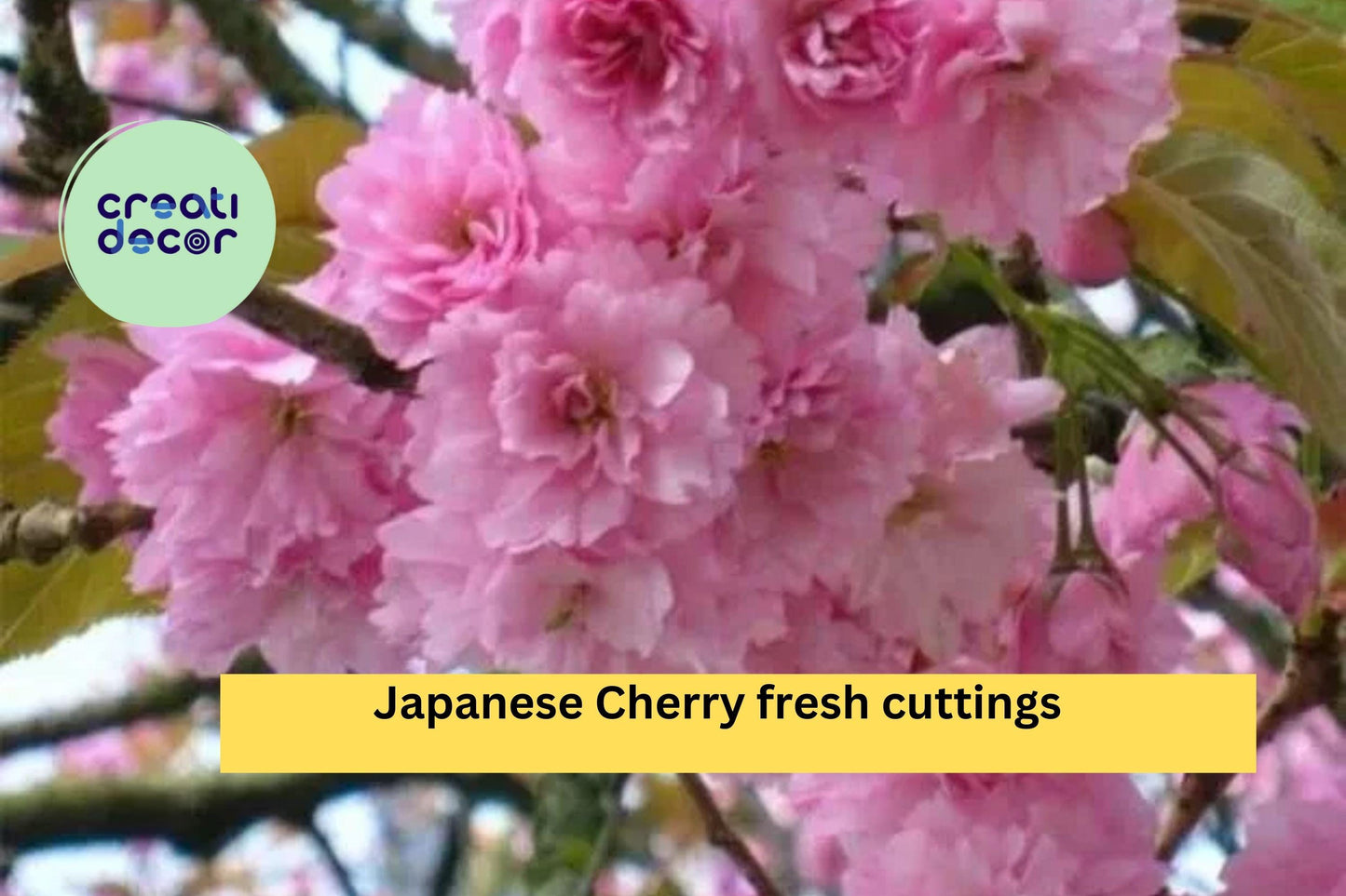 10 Japanese Cherry Cuttings – Fresh Unrooted Stems for Rooting – Prunus serrulata Bonsai or Flowering Ornamental Tree Starter