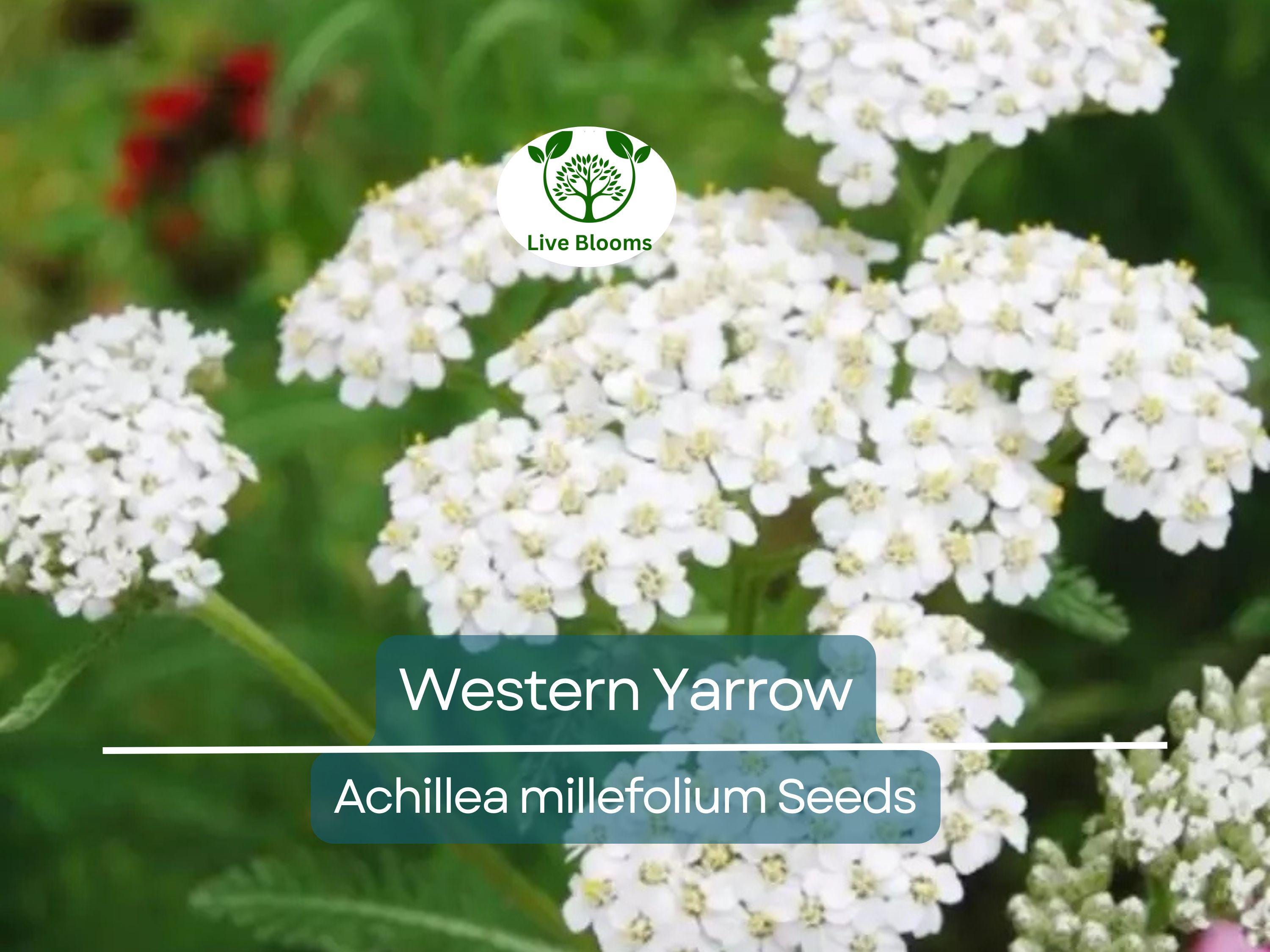 500 Western Yarrow Seeds Achillea millefolium | White Perennial Flowers for Xeriscaping, Dry Areas, Pollinators, Non-GMO