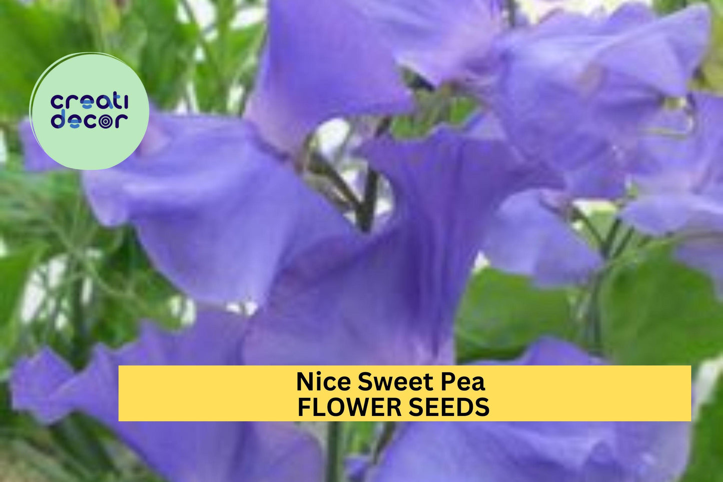 50+ Nice Sweet Pea Seeds – Fragrant Bi-Color Pink & Lavender Blooms for Garden Planting, Climbing Vines for Trellises – USA