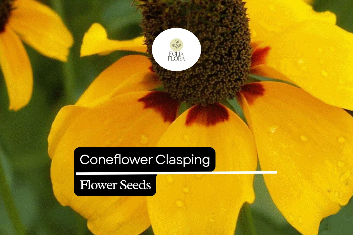 100mg Clasping Coneflower Seeds (Dracopis amplexicaulis) - Vibrant Native Wildflower for Pollinators
