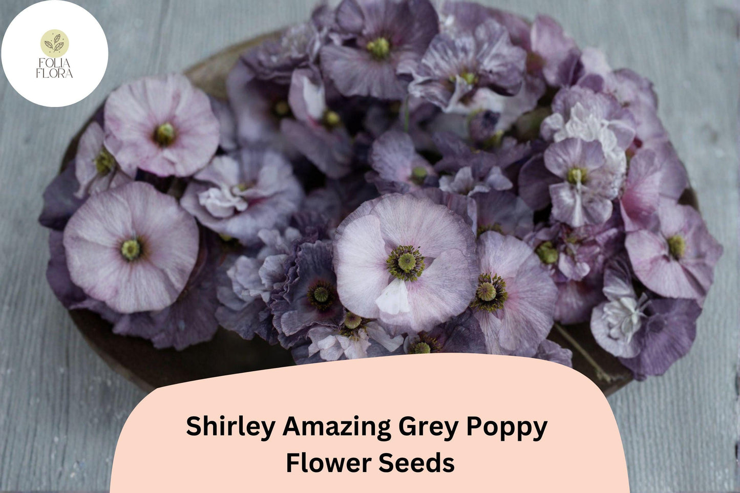 200+ Shirley Amazing Grey Poppy Seeds for Garden Planting – Unique Grey-Lavender Blooms, Easy to Grow Annual Wildflower