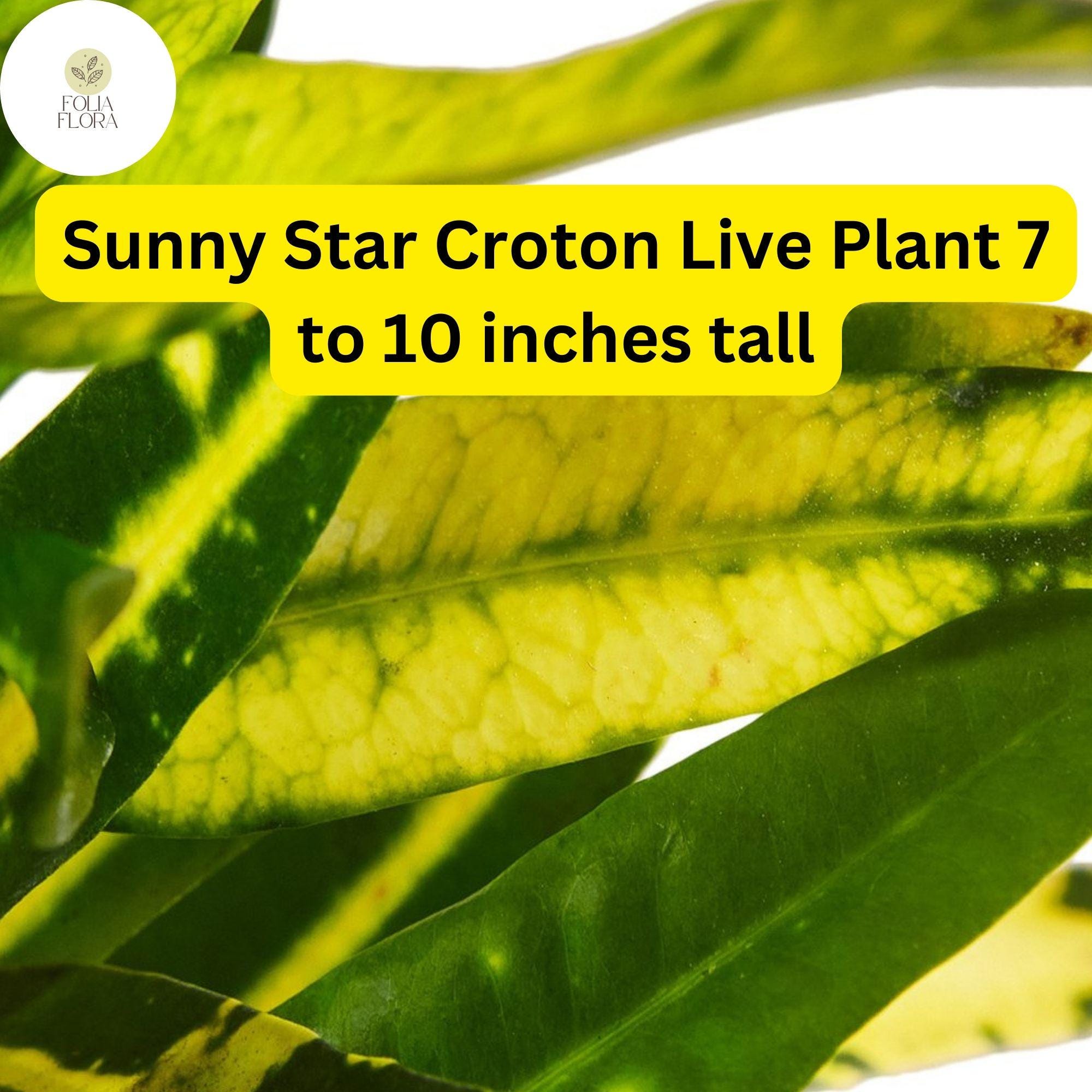 1 Codiaeum Variegatum ‘Sunny Star’ – Croton Bare Root Live Plant 7-10” Tall – Vibrant Tropical Foliage