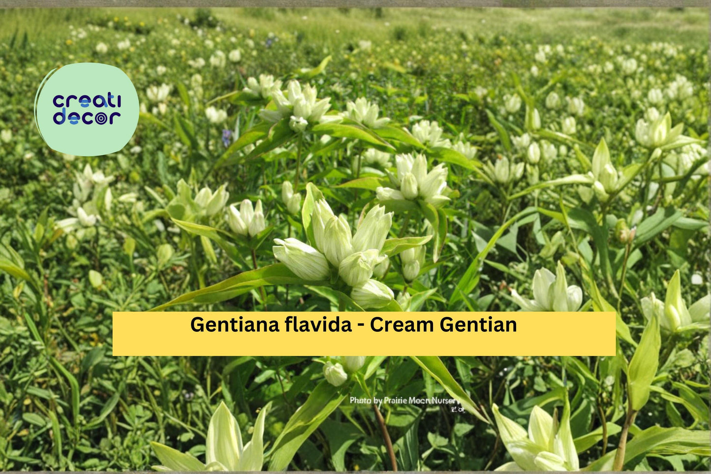 Cream Gentian Seeds Gentiana flavida 100 Count Native Wildflower Garden Plant Pale Yellow Flower Seeds