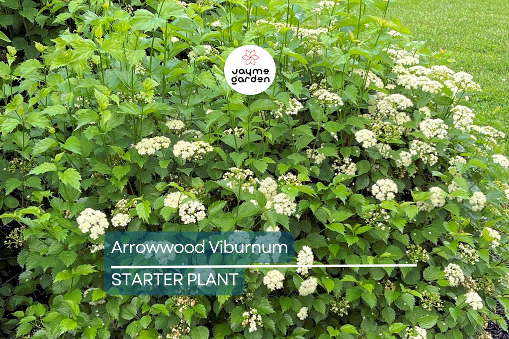 Arrowwood Viburnum Bush – Live Bare Root Plant, Viburnum Dentatum, 15’ Tall, White Flowers, Edible Fruit, Full Sun, Guaranteed Growth