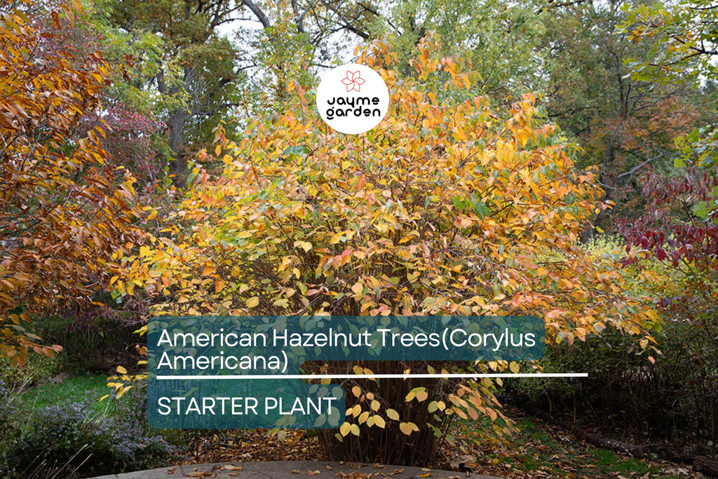 5 American Hazelnut Trees (Corylus Americana) 10–12" Bareroot – Nut-Producing Trees for Gardens & Wildlife, USDA Zones 4–9